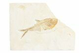 Detailed Fossil Fish (Diplomystus) - Wyoming #361087-1
